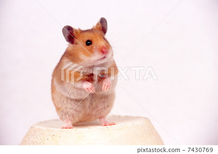 Golden hamster Golden hamster 7430769