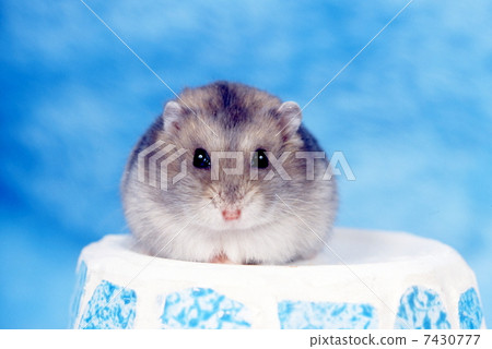 Djangarian hamster 7430777