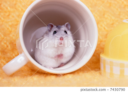 Djangarian hamster 7430790