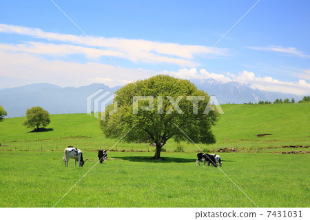 牛和樹在高原 牛和樹在高原 7431031