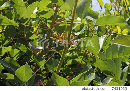 Deigo的美國花開始膨脹 Deigo的美國花開始膨脹 7431033