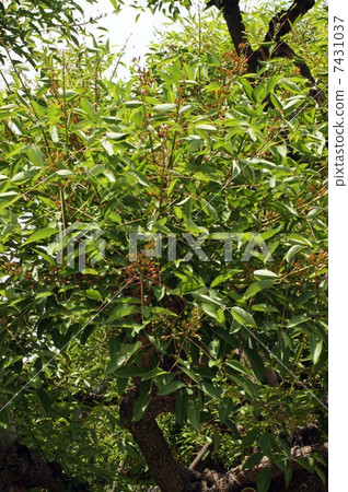 Deigo的美國花開始膨脹 7431037