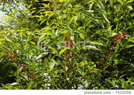 Deigo的美國花開始膨脹 7431038