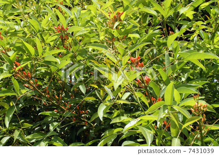 American Flower of Deigo which began to swell 7431039