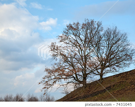 Trees on the hill and clouds Trees on the hill and clouds 7431045