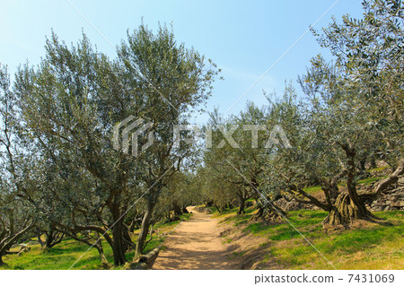 [Kagawa Prefecture] Olive field on Shodoshima 7431069