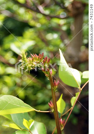 Bud of raccoons 7431149