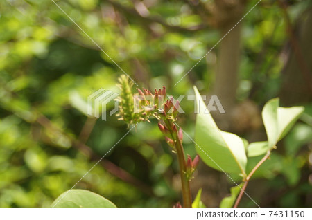 浣熊的芽 7431150