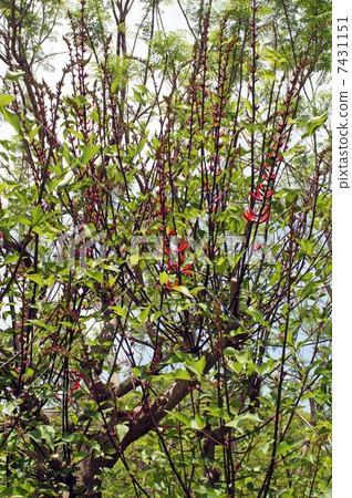 HISHIBADIGO · flowers and buds HISHIBADIGO · flowers and buds 7431151