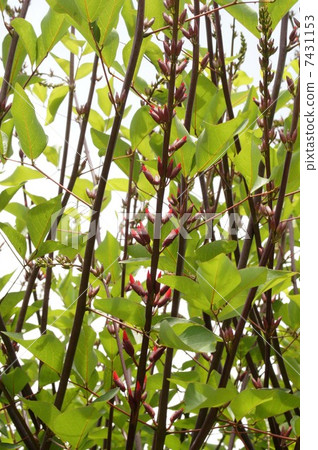 HISHIBADIGO·花和芽 HISHIBADIGO·花和芽 7431153