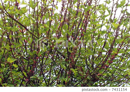 HISHIBADIGO·花和芽 HISHIBADIGO·花和芽 7431154