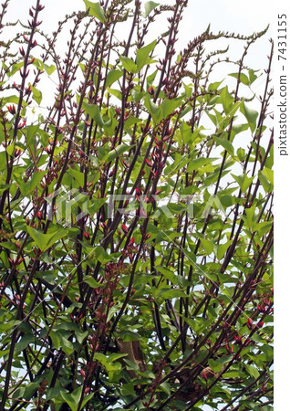 HISHIBADIGO·花和芽 HISHIBADIGO·花和芽 7431155