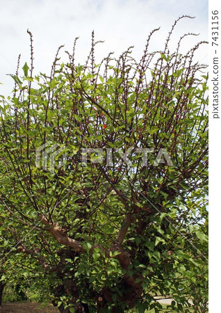 HISHIBADIGO·花和芽 HISHIBADIGO·花和芽 7431156