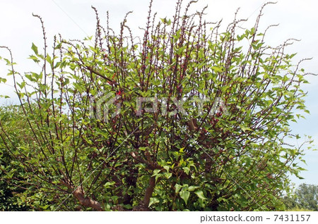 HISHIBADIGO·花和芽 HISHIBADIGO·花和芽 7431157