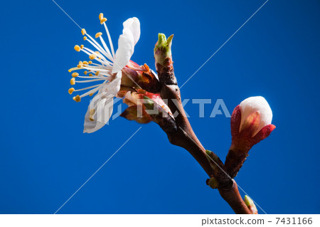 Apricot tree blossom 7431166
