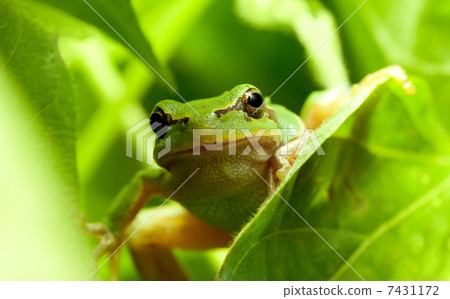 Green frog curious look 7431172
