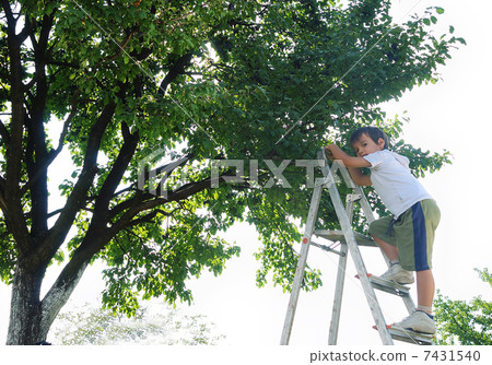 Child taking off the plum in vintage Child taking off the plum in vintage 7431540