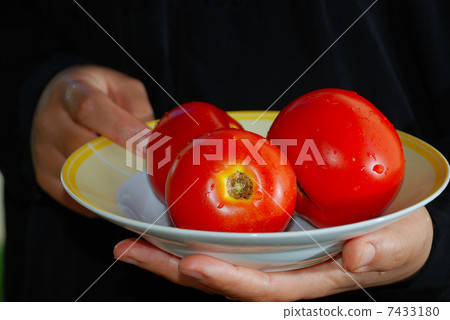 Red tomato in female hands with black background Red tomato in female hands with black background 7433180