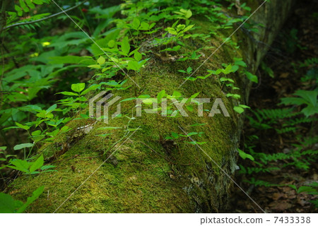 Sprout Sprout 7433338