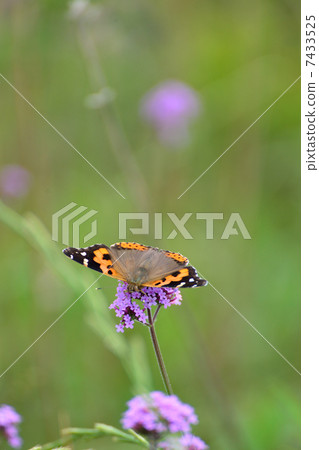 Verbena Bonari Ensis and Acacathetha Verbena Bonari Ensis and Acacathetha 7433525
