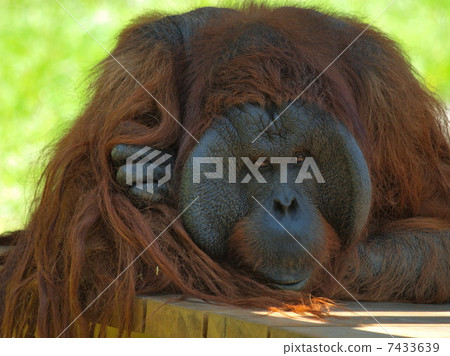 Male Orangutan Male Orangutan 7433639