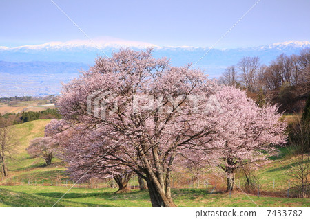 Oyama mountain cherry tree and Tsukiyama 7433782