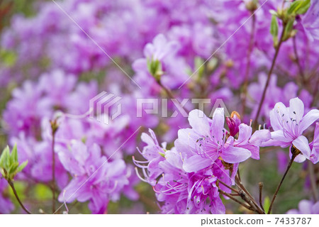 Kobanomitsu azalea 7433787