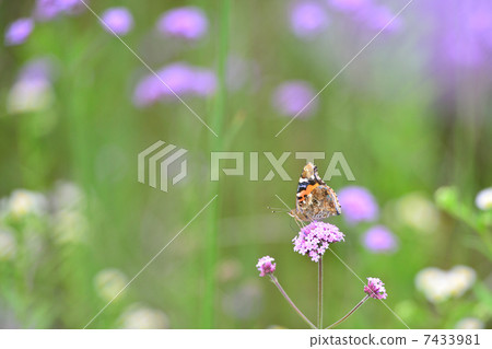 Verbena Bonari Ensis and Acacathetha 7433981