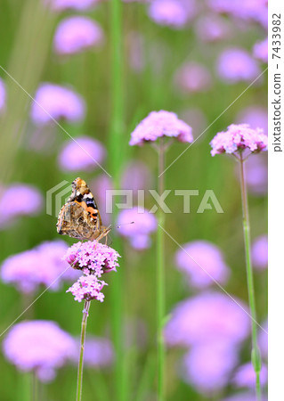 Verbena Bonari Ensis and Acacathetha 7433982