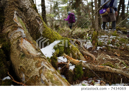 大蝙蝠雪橇山中 7434069