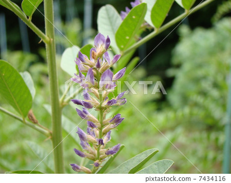 Herb licorice Herb licorice 7434116