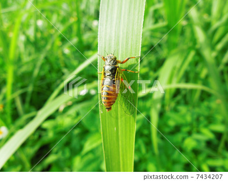 岩崎X-Semi _ 7 岩崎X-Semi _ 7 7434207