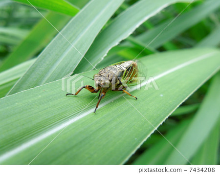 岩崎X-Semi _ 6 7434208