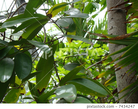 Medicated plant Tonkin Nikkei Medicated plant Tonkin Nikkei 7434247