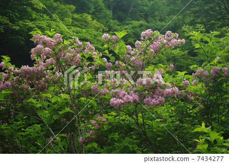 Valley Susuku, Taniutsugi, Taniutsuki 7434277