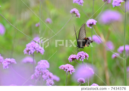 Verbena Bonari Ensis and Croatuides Verbena Bonari Ensis and Croatuides 7434376