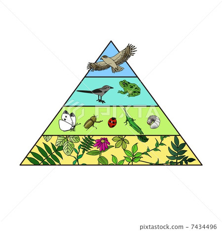 食物鏈 食物鏈 7434496