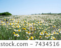 Field Wild Camomiles Close Up 7434516