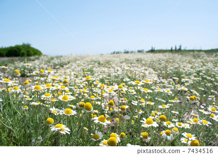 Field Wild Camomiles Close Up 7434516