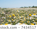 Field Wild Camomiles 7434517