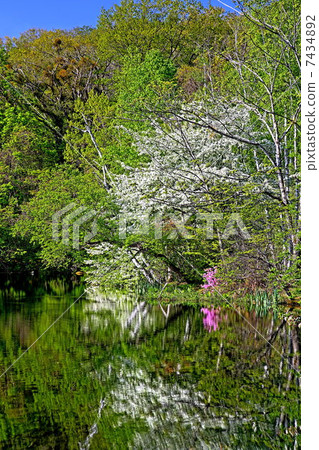 新的綠色骨頭削皮池塘 新的綠色骨頭削皮池塘 7434892