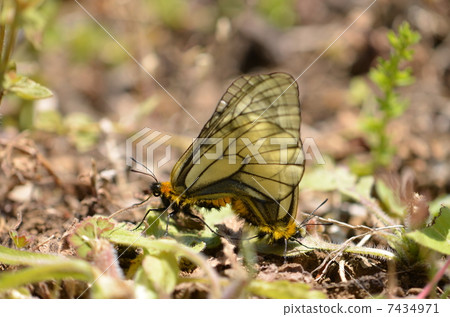 一雙Ustba短褲 7434971