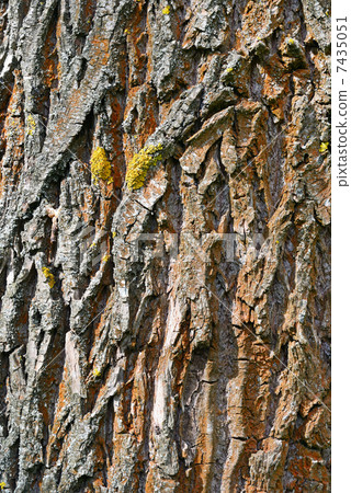 the bark of forest trees the bark of forest trees 7435051