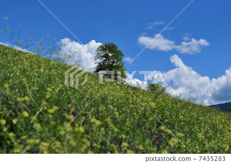 Prairie trees Prairie trees 7435283