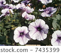 Light purple flowers 7435399