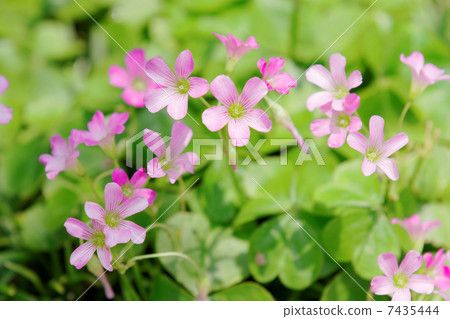 東京都電鐵路的淺粉紅色花朵·Murasaki Kabaki 7435444