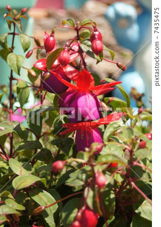 紫紅色 紫紅色 7435475