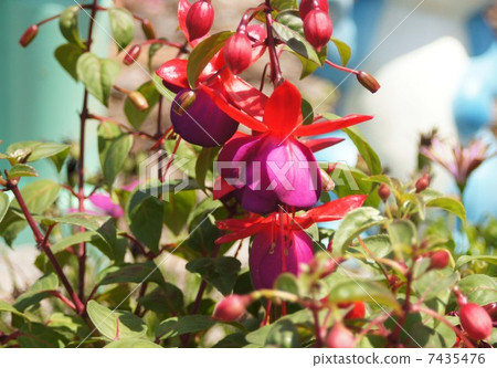 紫紅色 紫紅色 7435476