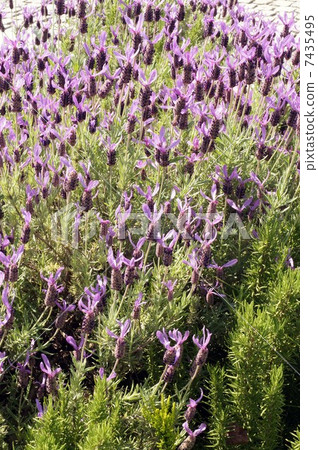 French Lavender French Lavender 7435495