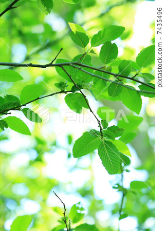 Fresh green 7435496